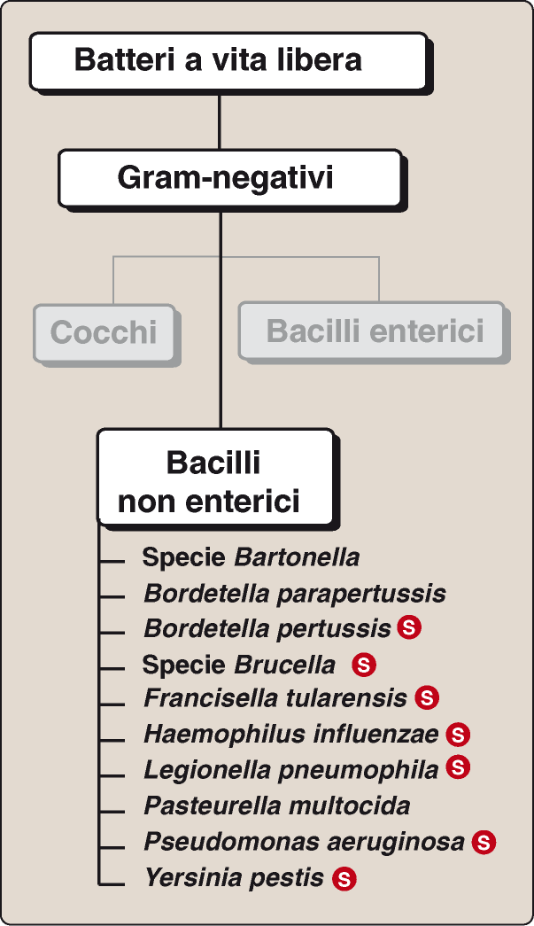 CARATTERISTICHE: A differenza degli enterobatteri (anaerobi facoltativi o microaerofili), si sviluppano in presenza di elevata tensione di O 2 Distinti in gruppi: 1.