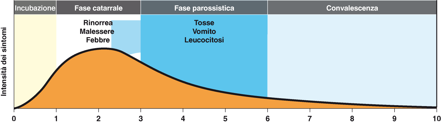 PERTOSSE: dopo 7-10 giorni di incubazione si sviluppa la malattia, in 2 fasi.