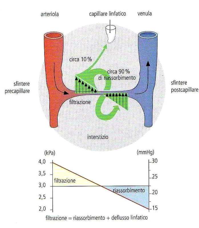 Fisiopatologia: fase tissutale Alterazione omeostasi degli scambi vasculo-tissutali Aumentata permeabilità capillare Riduzione gradiente oncotico Aumento filtrazione e mancato riassorbimento