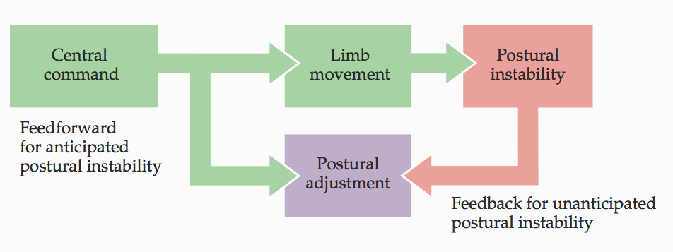 Il controllo della Postura Tenere una determinata postura, ad esempio quella eretta, richiede: 1. L attivazione tonica dei muscoli antigravitari. 2.