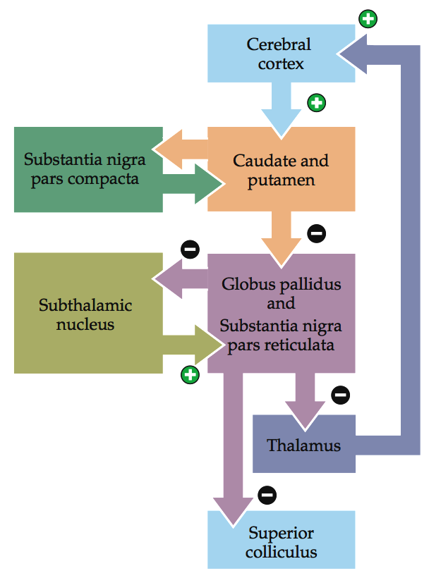 Il circuito interno ai gangli della base (semplificato) Nuclei di ingresso Lo Striato: Putamen e Nucleo Caudato (riceve proiezioni cortico-striatali glutamatergiche) Sostanza Nera zona compatta SNc