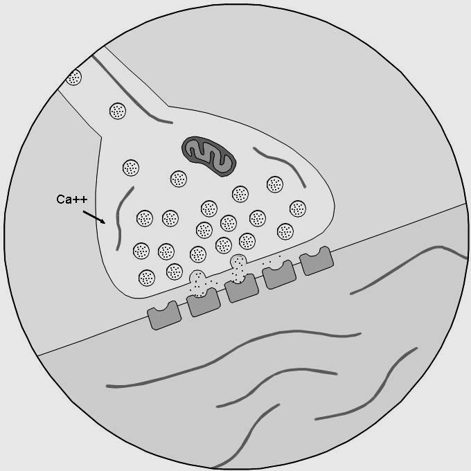 Schema dell ultrastruttura della sinapsi terminale (neurone) presinaptico mitocondrio vescicola di