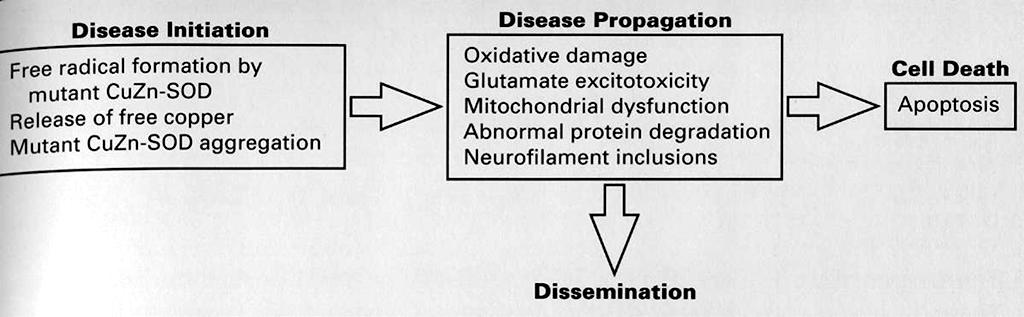 Stress ossidativo L'ipotesi dello stress ossidativo e delle azioni tossiche di un enzima antiossidante mutato è basata in parte sulle osservazioni nella SLA familiare, nella quale il 20% circa dei