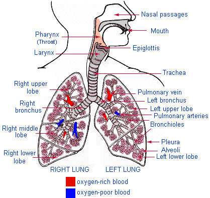 Il sistema respiratorio Serve a portare ossigeno al corpo e a eliminare la anidride