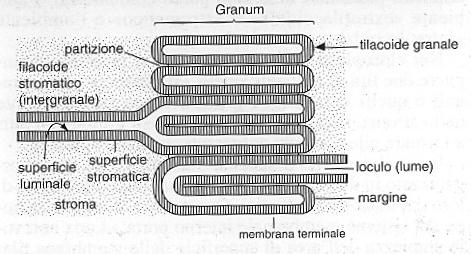 La struttura interna del cloroplasto è complessa.