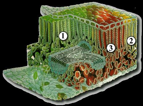 MEMBRANE ESTERNA e la MEMBRANA INTERNA all interno delle quali si trova lo STROMA o