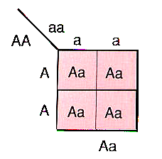 GAMETI MATERNI GAMETI MATERNI Ereditarietà autosomica recessiva altre possibili combinazioni A. NORMALE AFFETTO B.