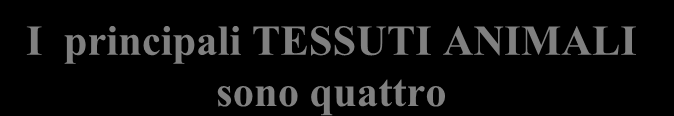 I principali TESSUTI ANIMALI sono quattro TESSUTO