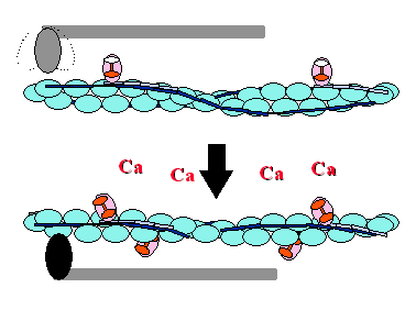 Il legame tra actina e miosina avviene solo in presenza di ioni Ca + L ingresso e l uscita di ioni calcio