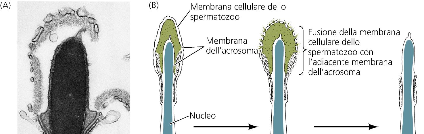 REAZIONE ACROSOMIALE