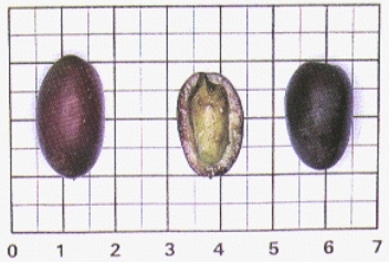 COLOMBINA ISTEA 17 Zona di provenienza: cultivar diffusa in Emilia-Romagna, prevalentemente nella valle del Senio e del Lamone.