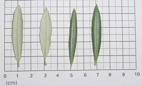 GHIACCIOLO ISTEA 51 Zona di provenienza: Cultivar diffusa maggiormente nell'areale di Brisighella, nei comuni di Faenza, Casola Valsenio, Riolo Terme, Modigliana e Castrocaro Terme.