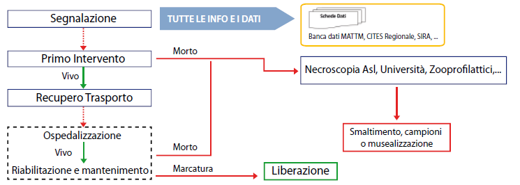 La rete toscana procedura di intervento