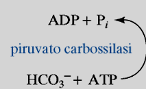 CITRATO OSSALACETATO + ACETIL-CoA 1 a reazione del ciclo di Krebs consumo di ATP malato deidrogenasi