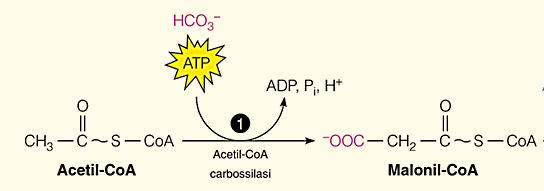 biotina Acetil-CoA carbossilasi un gruppo malonilico e un gruppo acetilico vengono trasferiti sul complesso