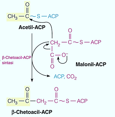 β-chetobutirril-acp VIENE ELIMINATA CO 2 E