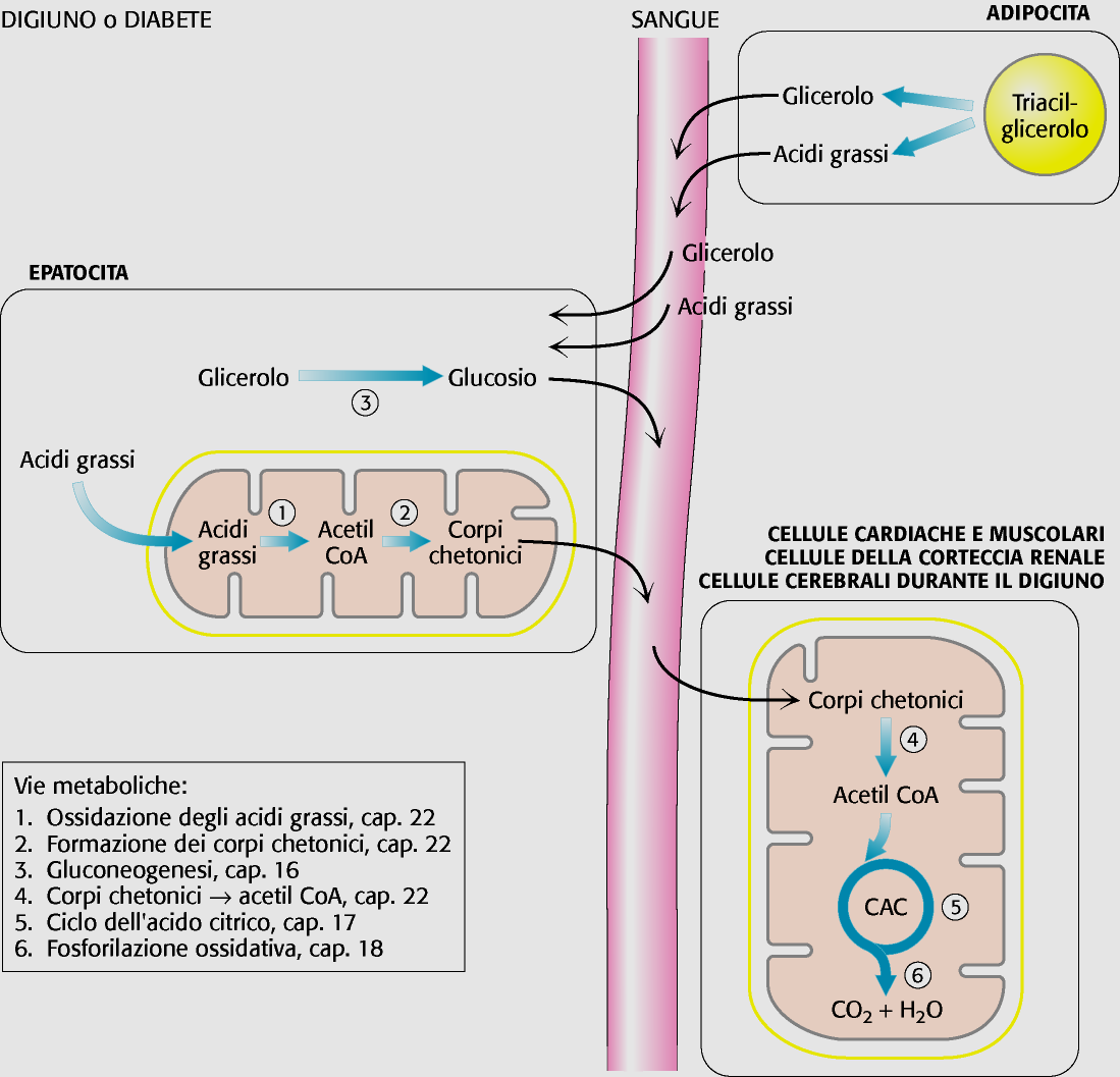In condizioni di bassa glicemia sotto effetto del GLUCAGONE attraverso la via camp/pka è attivata la mobilizzazione dei trigliceridi di riserva che libera GLICEROLO e ACIDI GRASSI I corpi chetonici