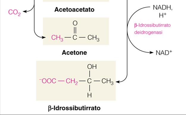 2 molecole di Acetil-CoA sono condensate liasi 1 Acetil-CoA è rilasciato β-chetolasi β α 2 1 HMG-CoA