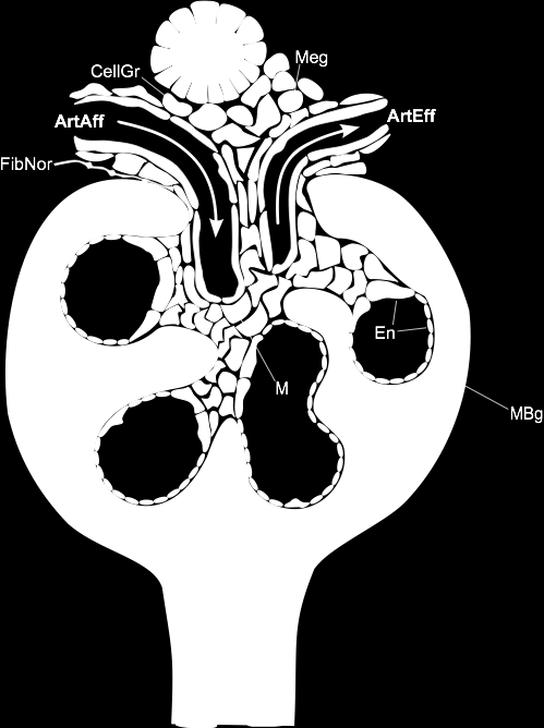 il Corpuscolo renale (sezione) Vascolarizzazione Arteriola afferente (ArtAff) Capillari glomerulari: disposti in parallelo Arteriola efferente (ArtEff) Barriera di filtrazione Endotelio capillare