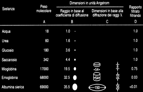 la Barriera di filtrazione: selettività dimensionale L acqua filtra per circa il 20% circa del Flusso Plasmatico Renale (FPR).