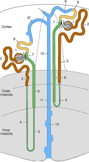 Relazione fra nefroni e stratificazione lobare Ai due estremi della distribuzione abbiamo (vedi figura): Nefroni juxta-midollari (corpuscolo nei pressi della giunzione cortico-midollare, ansa di