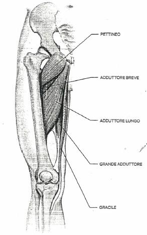 Mediali della coscia: adduttori Gli adduttori della coscia sono cinque muscoli (piccolo adduttore, adduttore lungo, grande adduttore, gracile e pettineo) che partono dalla base dell'ischio e del pube