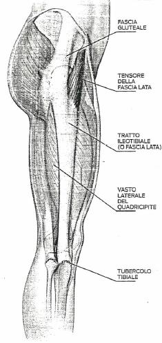 Anteriori della coscia: TFL Il TFL (tensore della fascia lata) è un piccolo muscolo situato tra la spina iliaca anteriore superiore e la zona laterale superiore della coscia: si