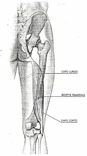 Posteriori della coscia: ischiocrurali Gli ischiocrurali (bicipite femorale [capo lungo e corto], semitendinoso e semimembranoso) sono tre muscoli che, partendo dall'ischio e passando lungo la parte