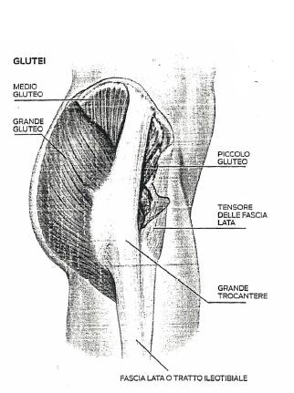 Esterni dell anca: glutei (I) I glutei (grande, medio e piccolo gluteo) sono tre muscoli che, partendo dall osso sacro, ricoprono la parte posteriore del bacino e avvolgono la parte superiore del