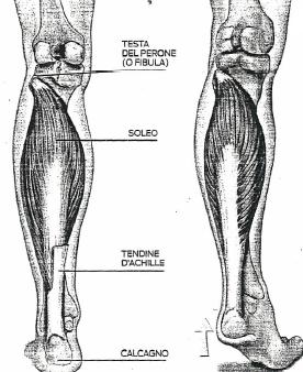 Posteriori della gamba: gastrocnemio e soleo Gastrocnemio e soleo (detti anche tricipite della sura) compongono la parte posteriore della gamba e si attaccano al calcagno tramite il tendine d Achille.