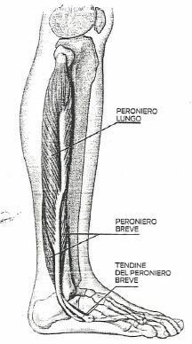 Laterale della gamba: peronieri Peroniero lungo: è situato sulla parte laterale della gamba fra l estremità superiore del perone e la base del primo metatarso.