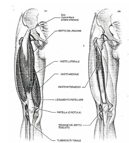 Anteriori della coscia: quadricipite Il quadricipite femorale è composto da: il retto femorale, che origina dalla spina iliaca anteriore inferiore (contraendosi permette la flessione dell anca sulla
