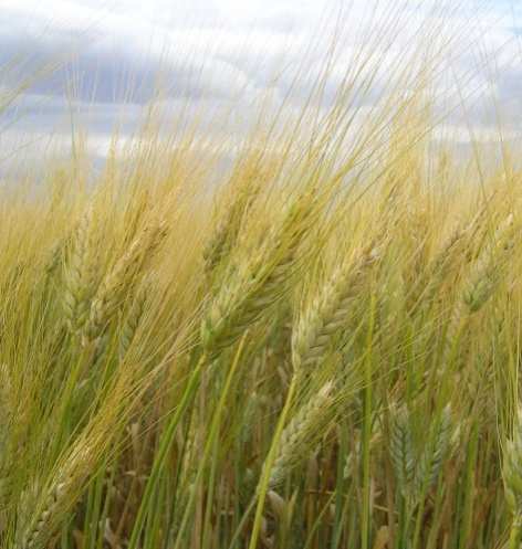 Sanità e qualità tecnologica Meteo Bilancio idrico Ambiente e Stress Coltivazione Nutrizione Controllo flora infestante grano.