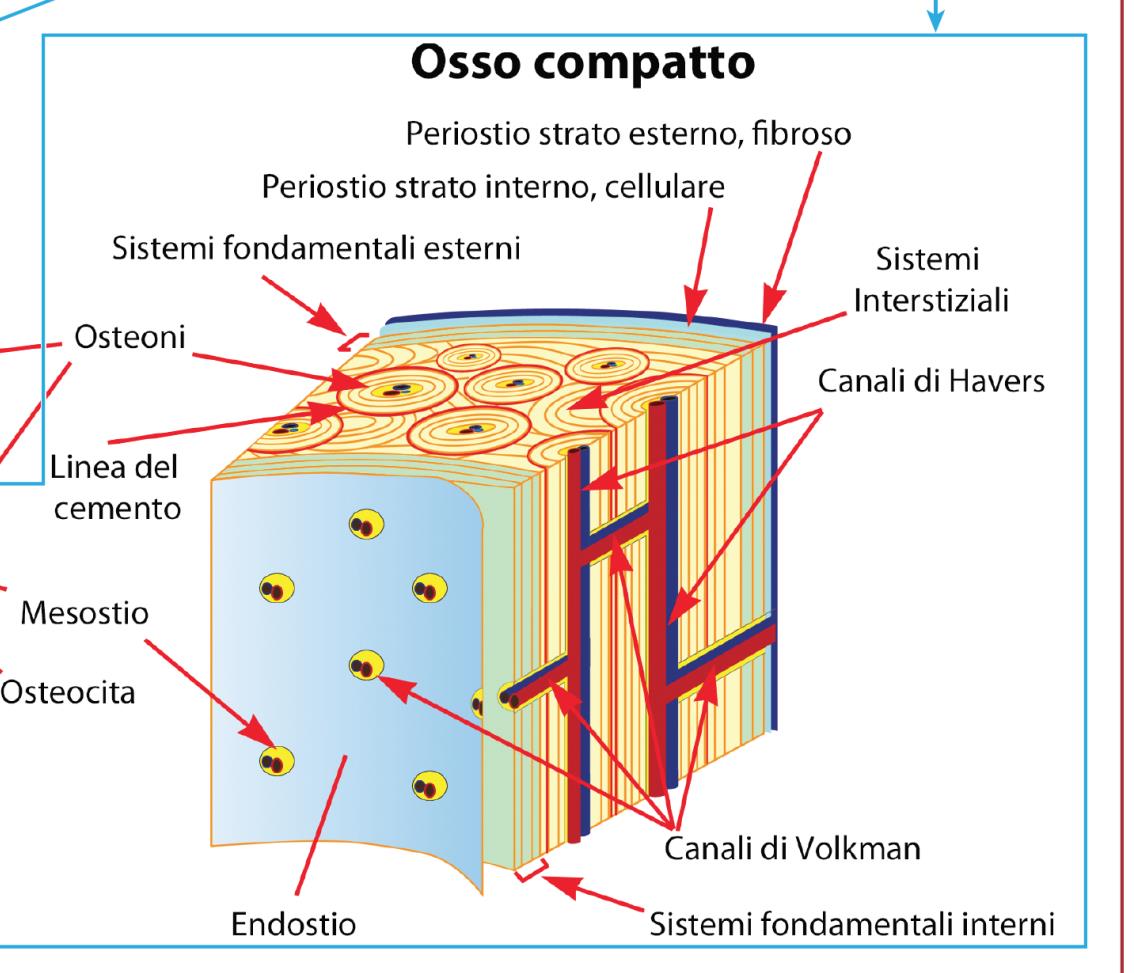 esterne  interne Osteoni (Sistemi Haversiani) Lamelle
