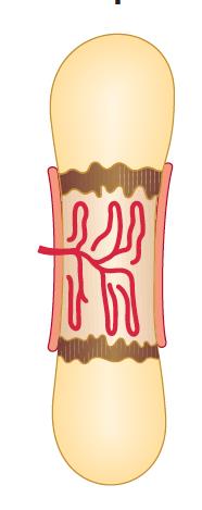 Centro di ossificazione primario I condrociti producono VEGF, un fattore solubile angiogenico, che fa sì che il pericondrio si vascolarizzi Questo porta le cellule condrogeniche a differenziare in