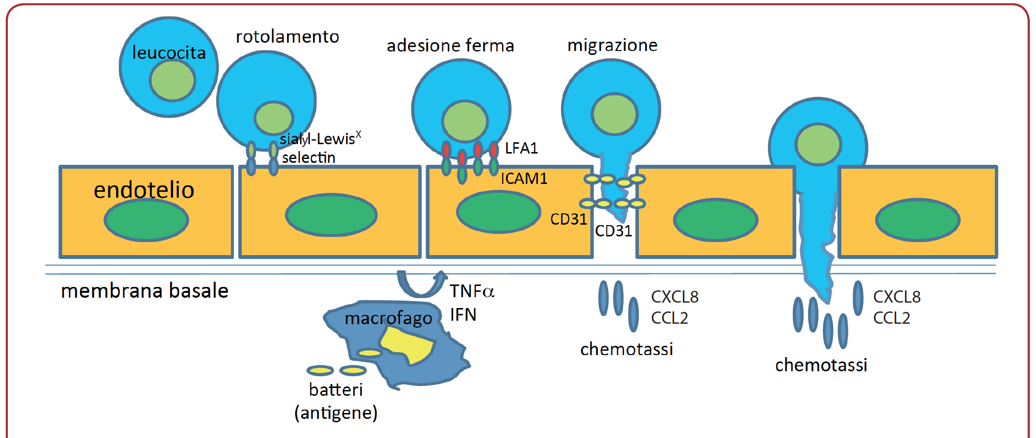 Funzione Neutrofili Cellule molto mobili, primi ad arrivare sul luogo di un infezione