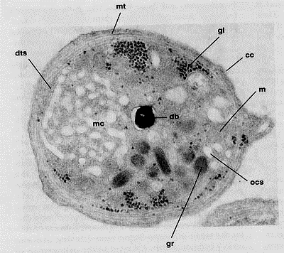 Piastrine Sistema tubulare denso e Sistema tubulare aperto Granuli Granuli alfa Fibrinogeno, PDGF, Tromboplastina, trombospondina (Aggregazione e coagulazione)