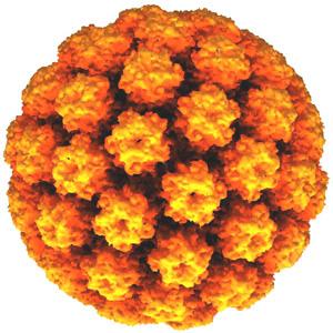 Cos è l HPV?