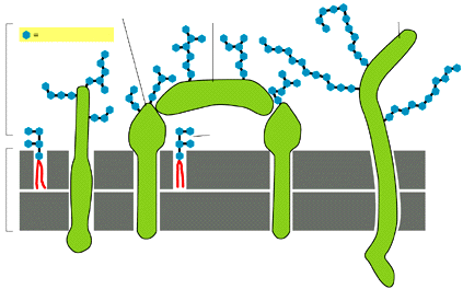 3. Ruolo nel riconoscimento e nell adesione cellulare GLICOCALICE (strato a glucidi) Catene laterali oligosaccaridiche attaccate ai glicolipidi, glicoproteine, proteoglicani di membrana o secreti