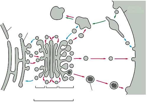 TRAFFICO VESCICOLARE NELLE VIE SECRETORIE ED ENDOCITICHE VIA SECRETORIA VIA ENDOCITICA VIA DI RECUPERO involucro nucleare lisosoma endosoma tardivo membrana plasmatica RE endosoma precoce CITOSOL