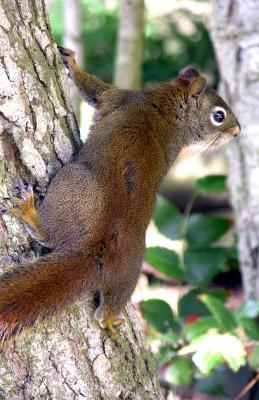 Le attività umane: una forte pressione selettiva sulla fauna selvatica Un esempio: scoiattoli hanno anticipato il parto di circa 18 giorni in 3