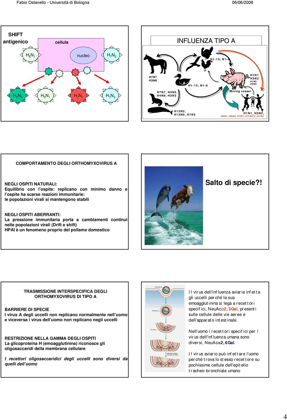 ); H7N2 COMPORTAMENTO DEGLI ORTHOMYXOVIRUS A NEGLI OSPITI NATURALI: Equilibrio con l ospite: replicano con minimo danno e l ospite ha scarse reazioni immunitarie: le popolazioni virali si mantengono