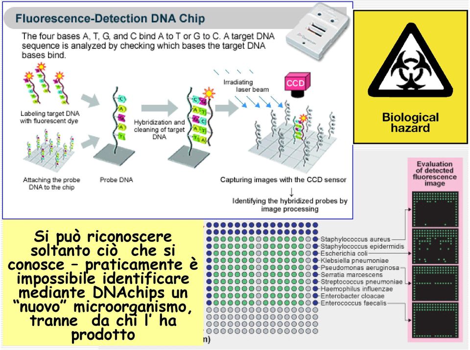 identificare mediante DNAchips un nuovo