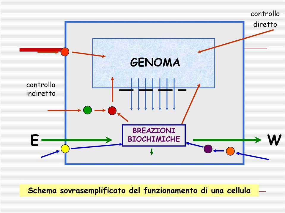 BIOCHIMICHE W Schema