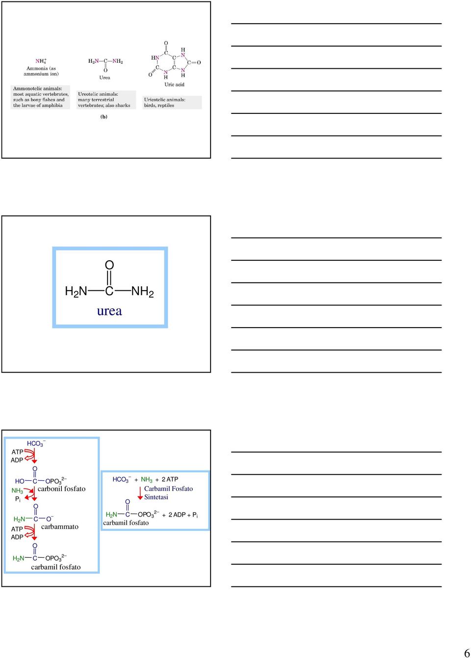 N P 3 carbamil fosfato 3 N3 2 ATP arbamil