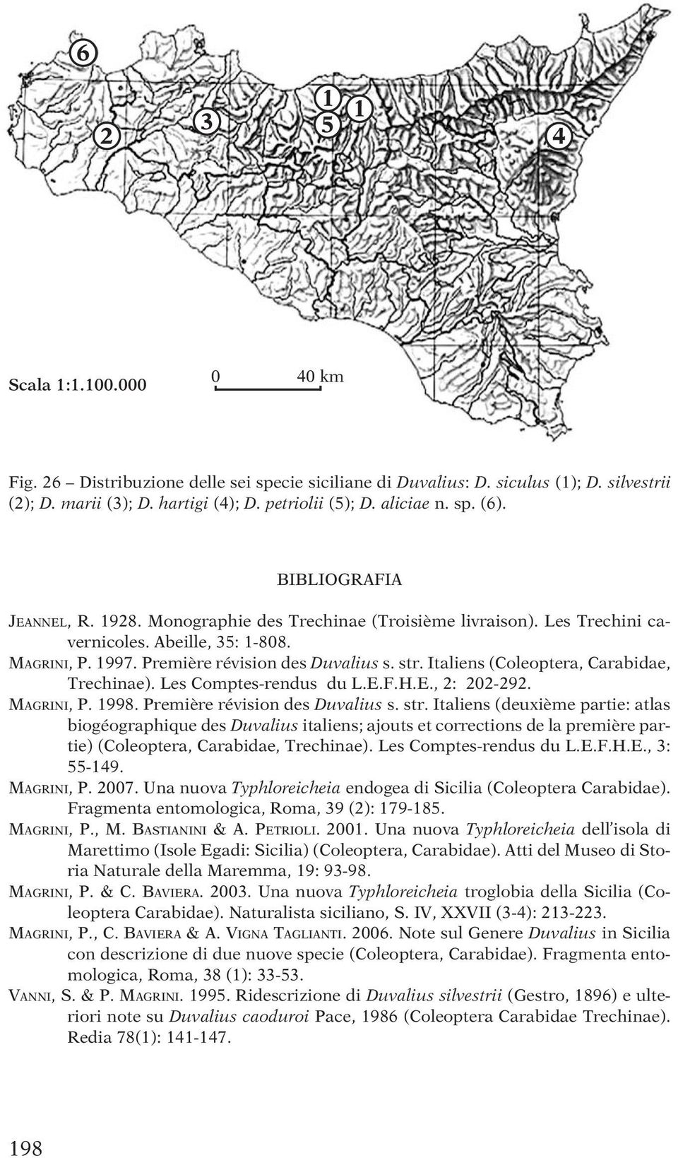 Italiens (Coleoptera, Carabidae, Trechinae). Les Comptes-rendus du L.E.F.H.E., 2: 202-292. Magrini, P. 1998. Première révision des Duvalius s. str.