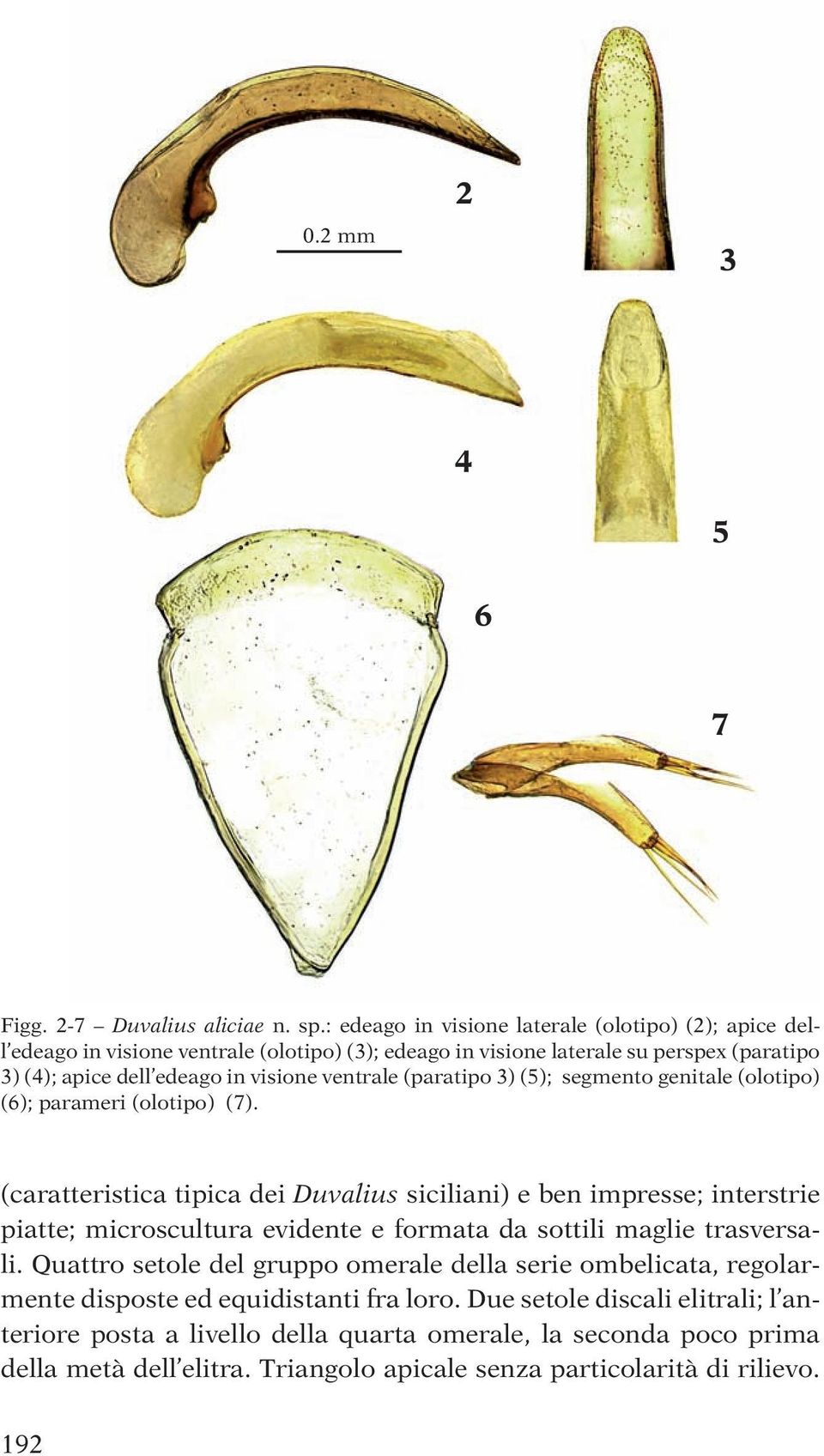 ventrale (paratipo 3) (5); segmento genitale (olotipo) (6); parameri (olotipo) (7).