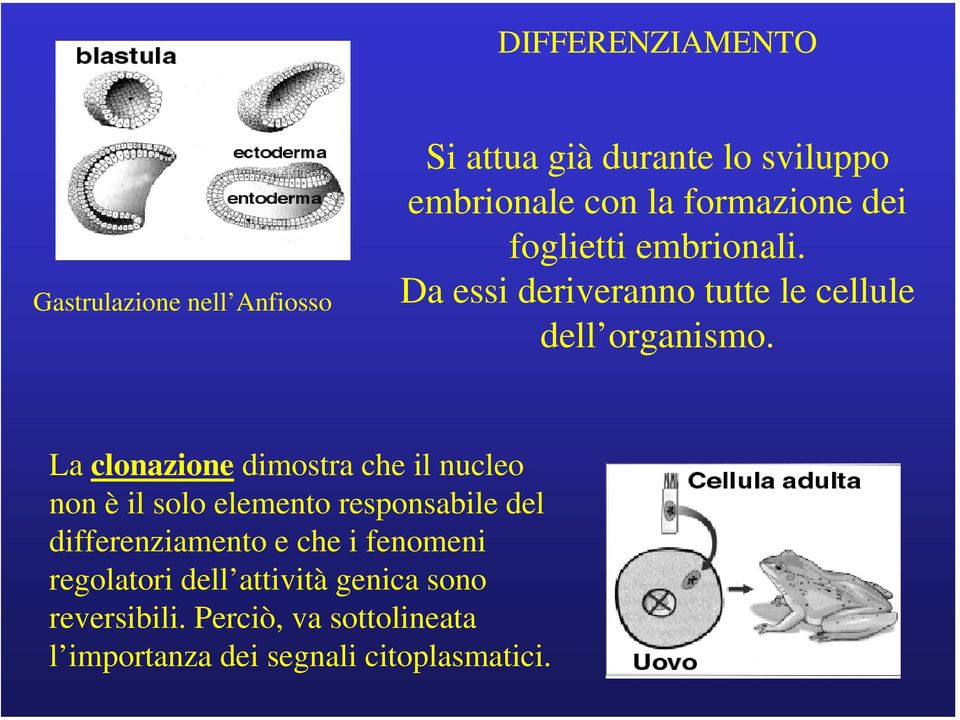 La clonazione dimostra che il nucleo non è il solo elemento responsabile del differenziamento e che i