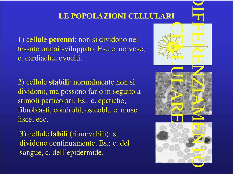 2) cellule stabili: normalmente non si dividono, ma possono farlo in seguito a stimoli particolari. Es.: c.