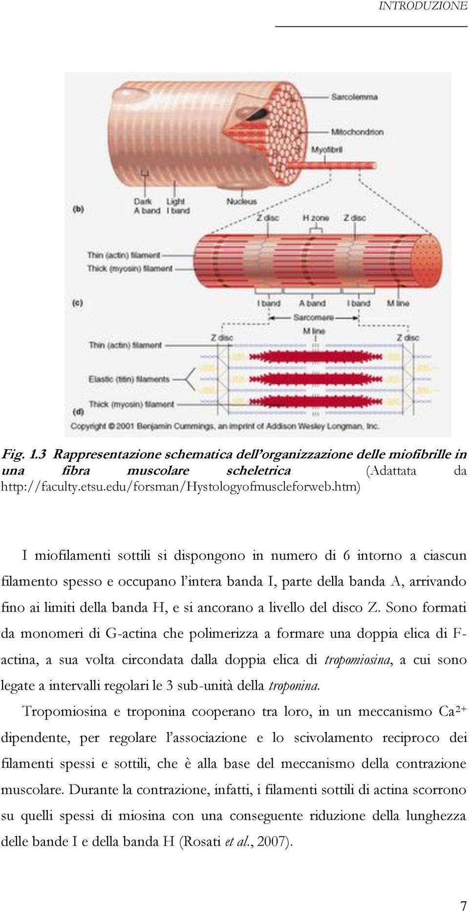 livello del disco Z.